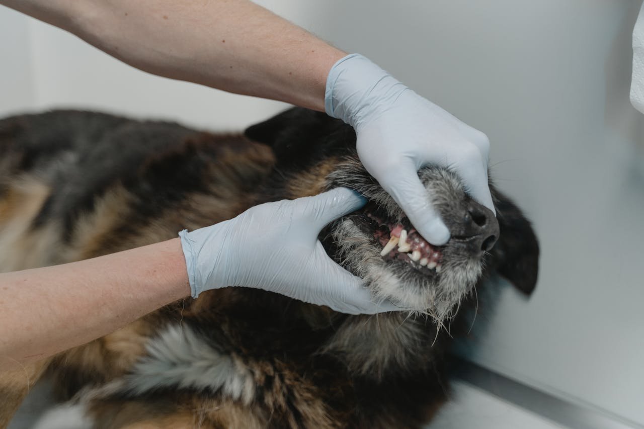 Close-up of a veterinarian examining a dogs teeth during a dental checkup.